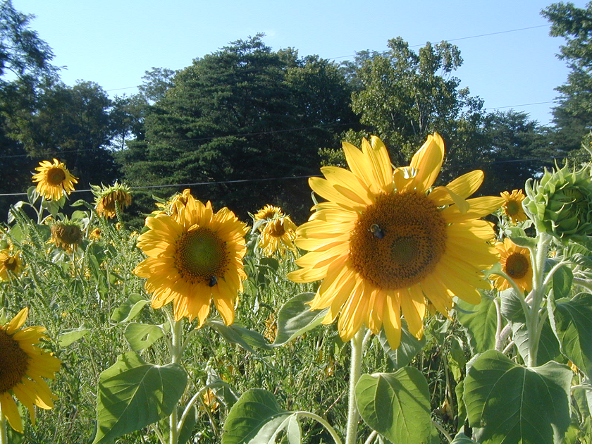 Sunflowers in a field