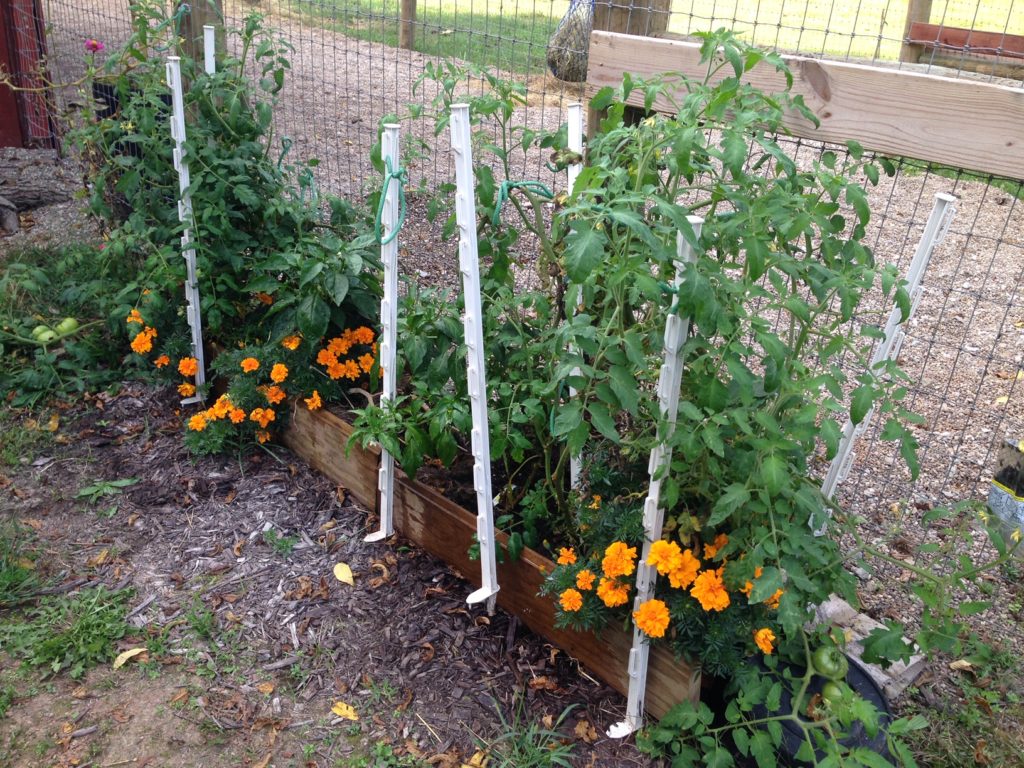 Hay bale gardening. 