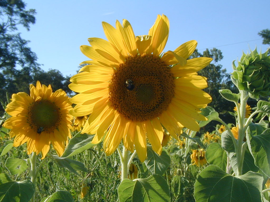 Field of Sunflowers