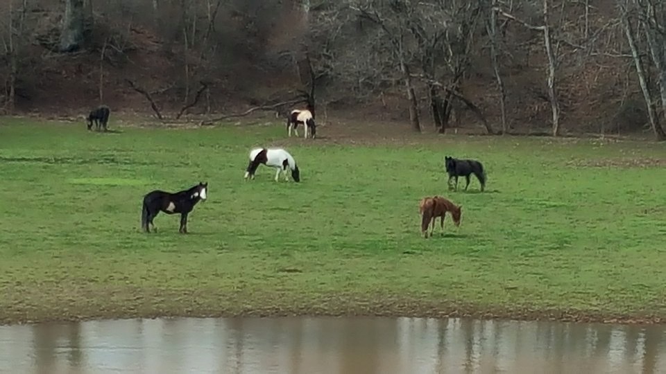 Horses and pond