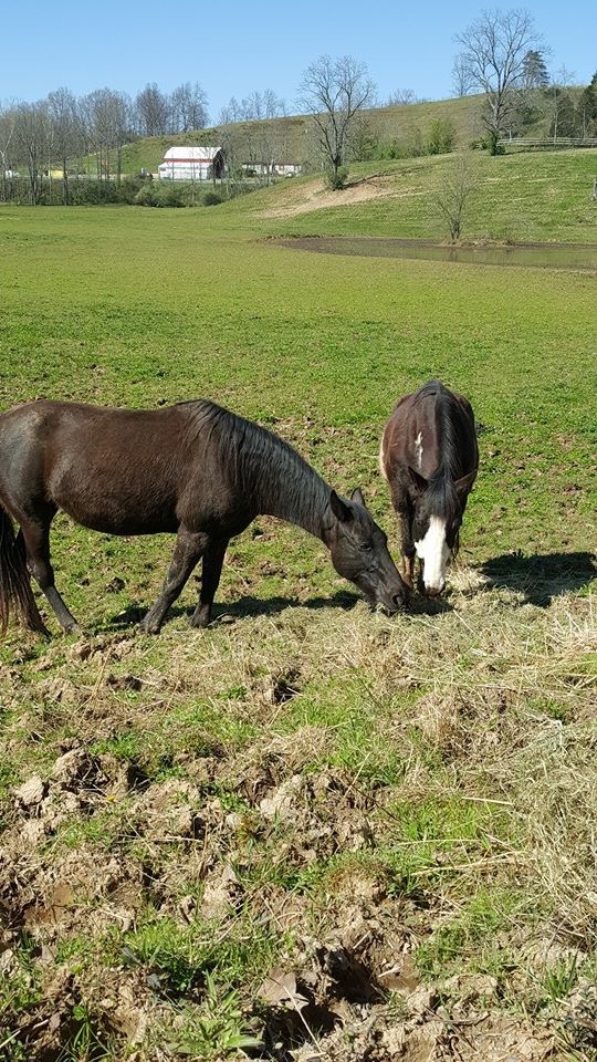 Horses in field