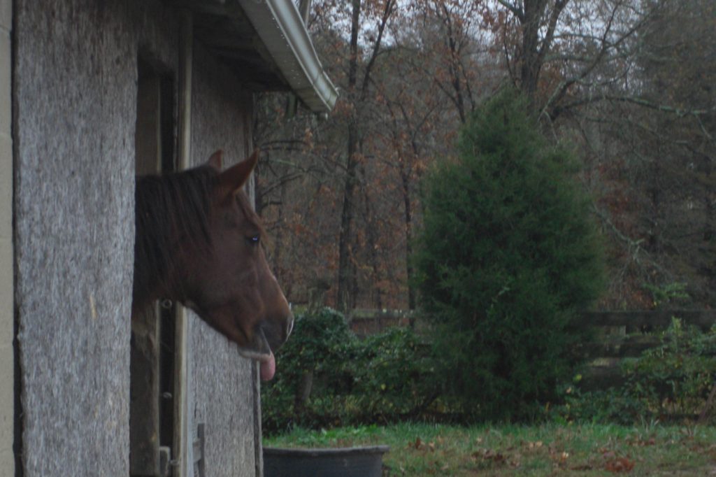 Horse in a barn